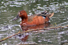 Cinnamon Teal